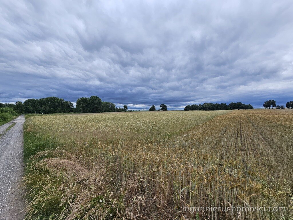Działka, Wojcieszyce